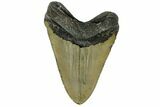 Fossil Megalodon Tooth - North Carolina #165419-2
